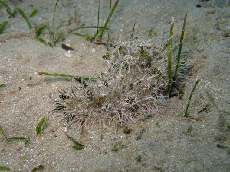 Mollusca - Bursatella leachii (De Blainville, 1817)